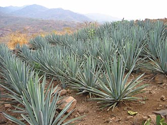champ d'agaves