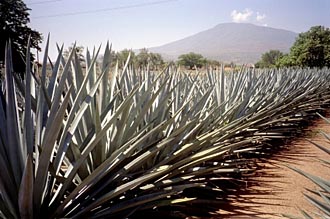 champs d'agaves