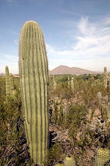 cactus saguaro dans le D&eacute;sert de Sonora (&eacute;tat de Sonora)