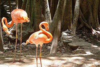 flamants roses du Yucatan