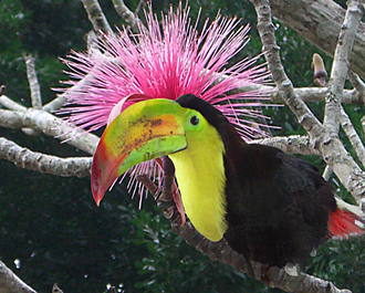 Toucan du Mexique