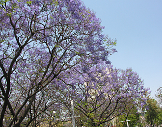 printemps &agrave; Guadalajara, (&eacute;tat de Jalisco, Mexique)