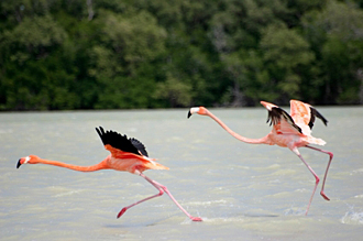 envol de flamants roses