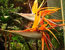jardin botanique Cosmovitral &agrave; Toluca